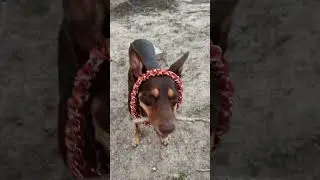 Kelpie Ears 😂 #adventuredog #dogexplorer