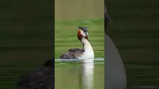 GREAT CRESTED GREBE: Did You Know? PART 2