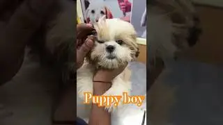 Waw#puppy#dog#pet#delhi#canine#trending#doctor#dwarka#