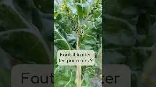 Faut-il vraiment traiter les pucerons ? 🐞