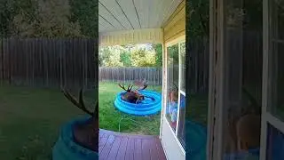 Unexpected Wildlife Moment🦌
