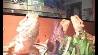 bearded dragons (pogona viticeps) eating some rocket salad.