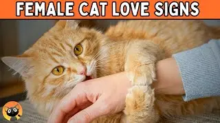 How Female Cats Say &lsquo;I Love You&rsquo;? It&rsquo;s Not What You Think.