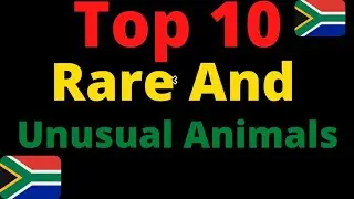 Top 10 Rare and unusual animals -South Africa