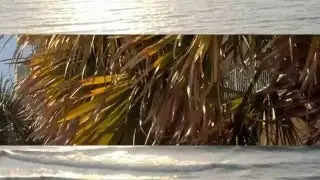 Myrtle Beach visual video