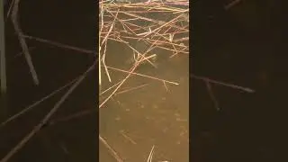 struinen op karper Zoetermeerse plas Noord aa. 18kg+