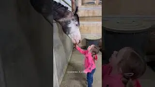 Girl Feed Horse Friends😍