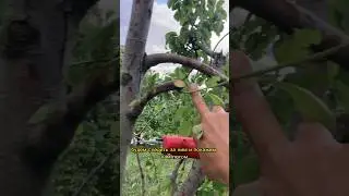 ОБРЕЗКА НА ПЕНЁК - хитрый способ ПЕРЕЗАПУСТИТЬ СКЕЛЕТНУЮ ВЕТВЬ! #сад #дача #природа #обрезка #огород