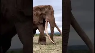 Amazing elephant facts 😱#animals #fypシ #fyp #nature