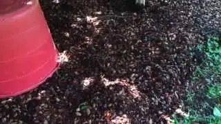Using pecan shells as an organic #mulch around fig tree at Little Eva Plantation.