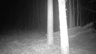 What Is The Fox Looking At?
