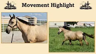 FOR SALE: MU All Dolled Up - 2024 Appendix AQHA Filly - Movement Highlight