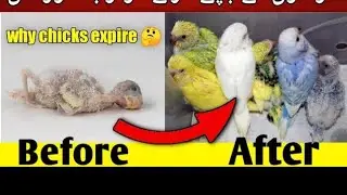 Reason of budgies chicks expire & discuss the solution with bengali #trending #viral #birds #viral