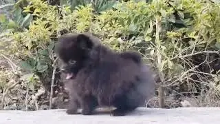 Toy Pomeranian Puppies in India | Smallest Cutest Pom Puppy 🧿 😍🐾#pets #toydog #youtube #dog #viral 