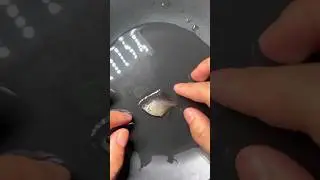 hand breeding technique #predator #fishing #fishtank #fishaquarium #animals #fishbreeding