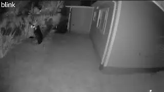 Bear in Moosonee, ON - 4th Nov 2024 (Part 1)