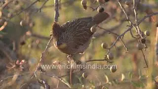 Elegant Laughing-thrush perched on a berry tree at sunset
