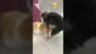 Hamster mating 6