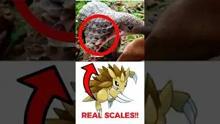 TOP 4 REAL ANIMALS IN POKEMON #pokemonfacts  #animalinspiration  #pokemondesign