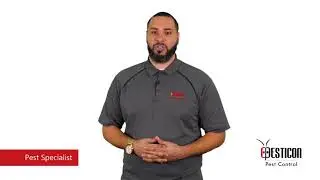 Bed Bugs Control Toronto | Pesticon