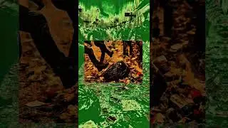 YANG GADZ - PROFI #lyrics #hiphop #czechrap #anděl #florenc #sm&iacute;chov #yanggadz #musicshorts #rap #cz