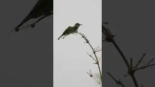 Blue-cheeked bee-eater . Short video 4K-UHD Birds Photography Video