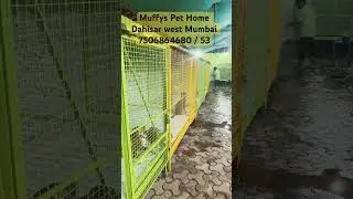 Muffys Pet Home Dahisar West Mumbai | Pets Boarding Centre #dog #dogboarding #petcenter #petboarding