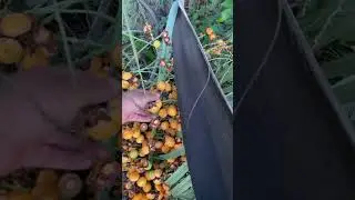 Pindo palm jelly palm peach coconut pineapple New Orleans hardy edible fruit