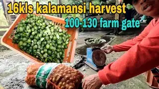 16kls kalamansi harvest panalo ang presyo sa mga farmer