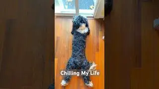 My Life Goals: Calm, Cool & Chilling! #tibetan #dogshorts #chilldog #pov