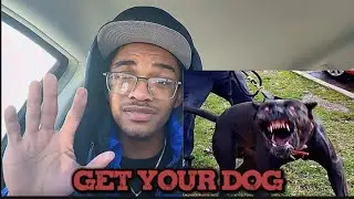 Dogs Vs Delivery Drivers | Reaction