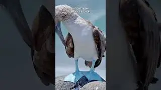 Blue Footed Booby: Bright-Footed Diver! #blue #booby #birds #animals #facts #nature