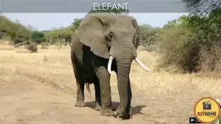 30+ Different types of Animals Sounds | Animals in their own Voice | Calling of Animals | 1080p