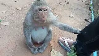 Lazy monkey Emily is just sit and asking food, Pregnancy monkey Emila