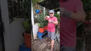 Cheap and Easy Pepper Plant Cage