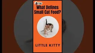 The Benefits of Small Cat Food for Your Little Kitty #shorts