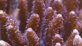 Small Polyped Stony - SPS corals