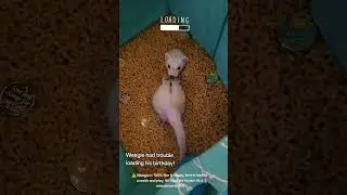 Макароны-сюрприз на день рождения