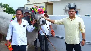 MKM Bulls Mestri kadar Mastan Gari Bulls.. court introduction video coverage 