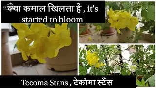 Tecoma Stans, dwarf Tecoma , yellow bells, Trumpet Flower