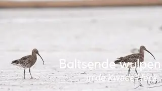 Baltsende wulpen in de Kwade Hoek #1147