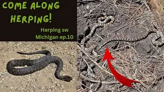 Let's Go Herping! Flipping snakes and basking snakes: Herping Michigan.