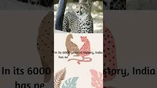 The 2022 Cheetah Reintroduction Programme