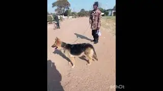 Cash Dollar ft Kano Ba 70 niggarz
