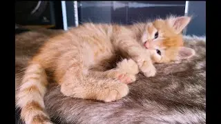💗🐱My Big Cat Family  #kittten #kittens #kittenvideos #cutecats #funnycats