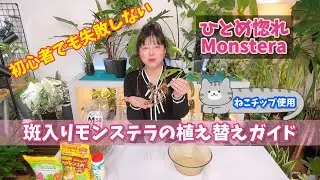 初心者でも失敗しない！斑入りモンステラの植え替え完全ガイド ねこチップ使用 #観葉植物 #モンステラ #houseplants #monstera 