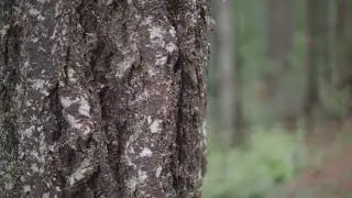 Sights and Sounds of Better Place Forests Point Arena