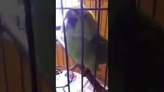 green parrot crying like a baby