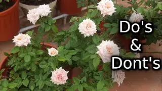 ஸெவன் டே ரோஸ் வளர்ப்பு | 7 days Rose plant growing tips ( Do's & Dont's ) in Tamil | Maadi Thottam