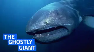 The Mystery of the Megamouth Shark